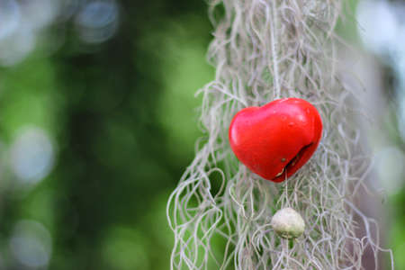 Red heart with natural bokeh as backgroundの写真素材