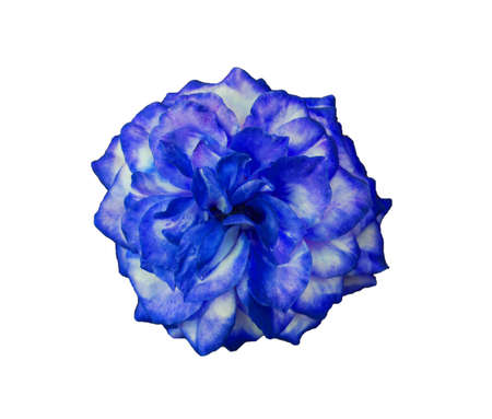 A rose on a white backgroundの写真素材