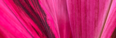 banner size, purple leaves pattern texture background.の写真素材