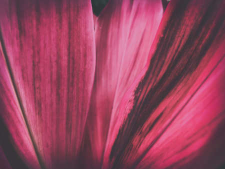 blur background,vintage style purple leaves pattern texture background.の写真素材