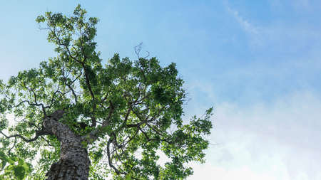 A large tree with branches and green leaves with the sky in the background.