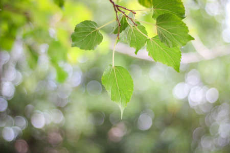 Mulberry leaves and branches with leaf bokeh in the background.