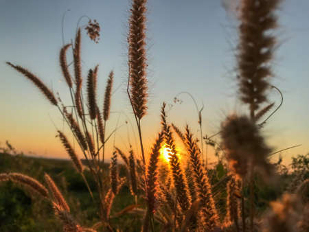 Flowering grass with sunlight in the evening, background conceptの写真素材