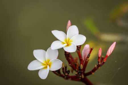 white frangipani flowers with bokeh backgroundの写真素材