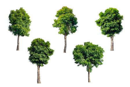 isolated tree on a white background,clipping paths.の写真素材