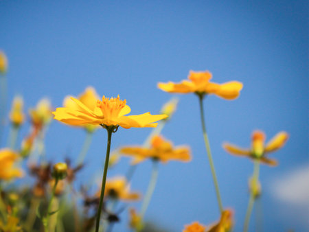 yellow cosmos in the flower garden