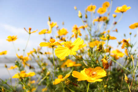 yellow cosmos flowers with sky in the backgroundの写真素材