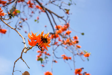 Beautiful nature of Butea monosperma on tree in Thai natural parkの写真素材
