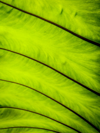 full frame green leaves pattern texture background
