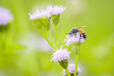 Bees taking nectar on white flowers with green bokeh backgroundの写真素材