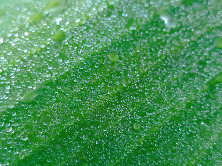 Water drops on green leaf macro close up. Water drops on green leaf