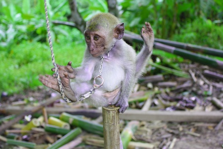 Monkey,thailandの写真素材