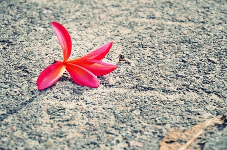 flowerの写真素材