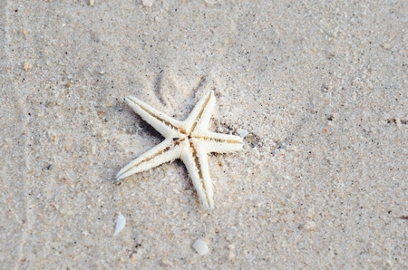 starfish