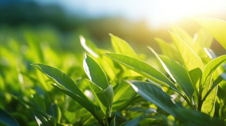 Close up of Green tea leaf in the morning, tea plantation. Green tea bud and leaves.の素材