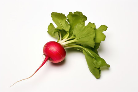 A radish with green leaves on white background.の素材