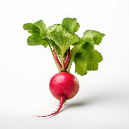 A radish with green leaves on white background.の素材