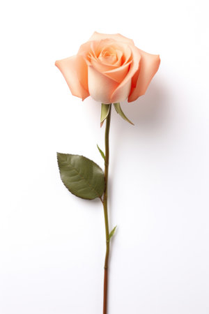 A rose flower on white isolated on a white background.の素材