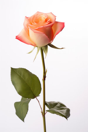A rose flower on white isolated on a white background.の素材