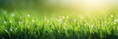 Green grass and sunlight for banner background.の素材
