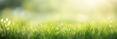 Green grass and sunlight for banner background.の素材