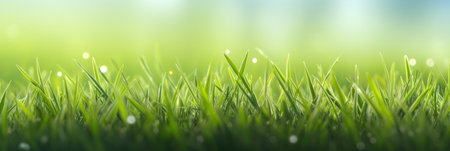 Green grass and sunlight for banner background.の素材