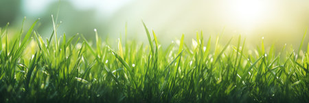 Green grass and sunlight for banner background.の素材