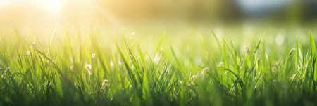 Green grass and sunlight for banner background.の素材