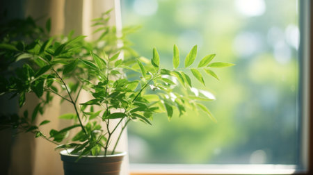 Green plant close to window in the morning.の素材