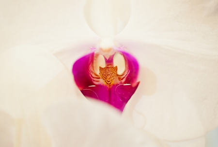 Close up of Ground orchidの写真素材