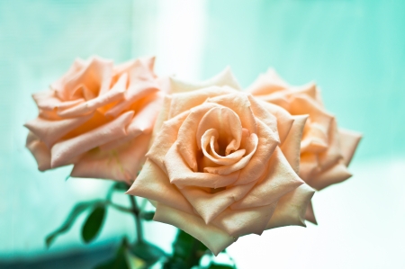 Rose with green leafの写真素材