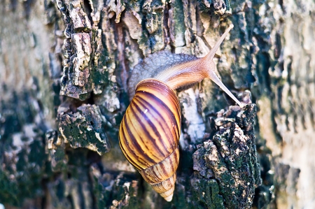 Snail on a wet fig tree on a rainy dayの写真素材