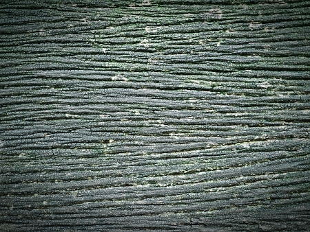 Brown wood bark texture backgroundの写真素材