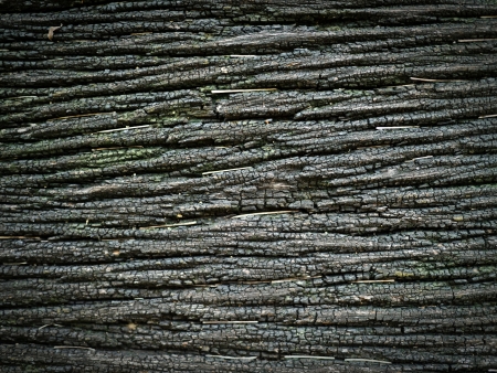 Brown wood bark texture backgroundの写真素材
