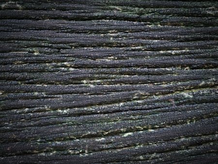Brown wood bark texture backgroundの写真素材