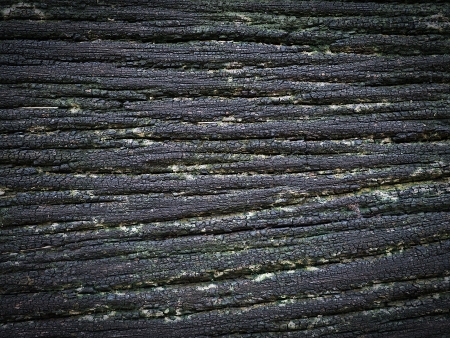 Brown wood bark texture backgroundの写真素材