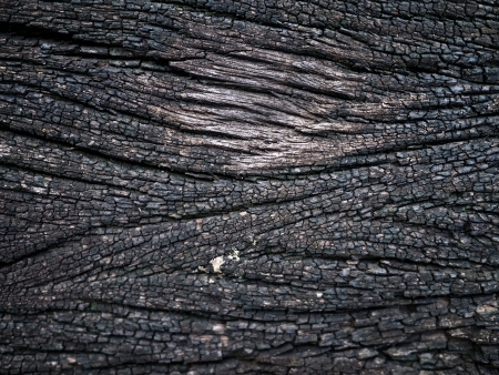 Brown wood bark texture backgroundの写真素材