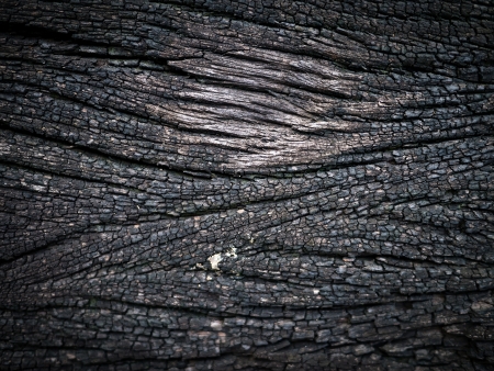 Brown wood bark texture backgroundの写真素材