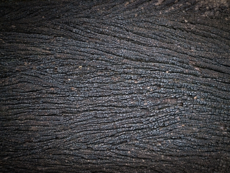 Brown wood bark texture backgroundの写真素材