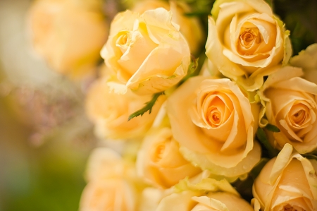  Beautiful roses background Bouquet roses in various colorsの写真素材