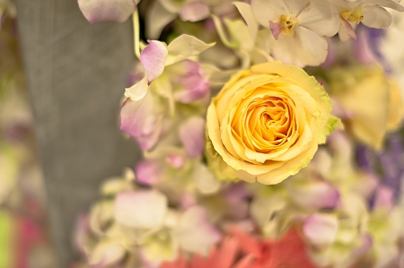  Beautiful roses background Bouquet roses in various colorsの写真素材