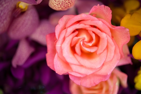  Beautiful roses background Bouquet roses in various colorsの写真素材