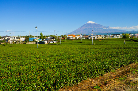 Green tea fields and Mount Fujiの写真素材