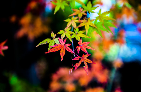 Vivid red autumn leaves