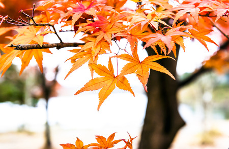 Vivid red autumn leaves