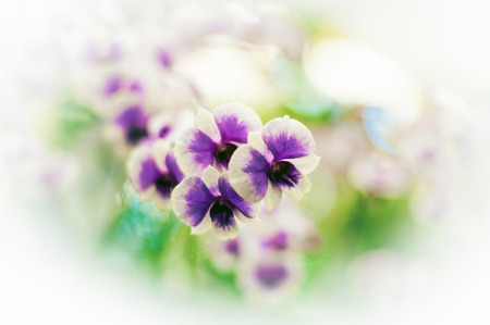 Streaked orchid flowers. Beautiful orchid flowers.の写真素材