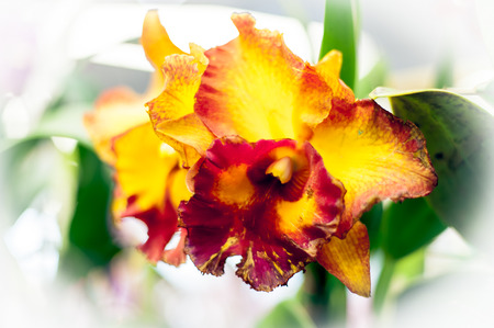 Streaked orchid flowers. Beautiful orchid flowers.の写真素材