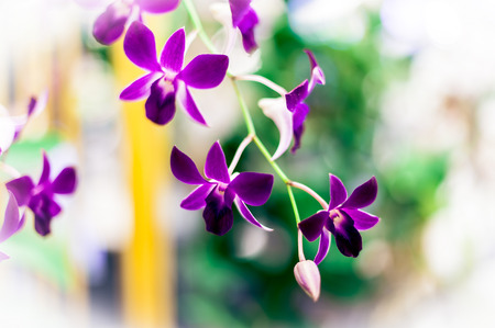 Streaked orchid flowers. Beautiful orchid flowers.の写真素材