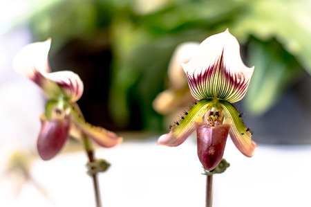 Streaked orchid flowers. Beautiful orchid flowers.の写真素材