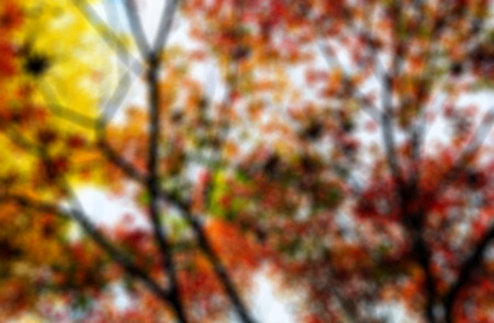 Vivid red autumn leavesの写真素材